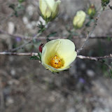 "Unidentified" - Sabino Canyon, Tucson 5/1 - Richard Derr