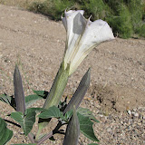 Sacred Datura side view 5/3