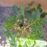Redwhisker Clammyweed - near new house 5/3