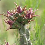 Buckhorn cholla - unopened blooms 5/8