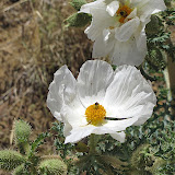 Prickly Poppy, Peppersauce 5/6