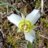 Doubting Mariposa Lily, Peppersauce - by Kathy Becraft