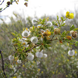 Creosote bush in bloom 5/8