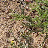 Three colors of buckhorn cholla at gate 5/15