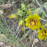 Buckhorn cholla cactus close-up 5/8