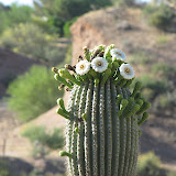 Loads of saguaro flowers 5/29