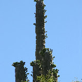 Flowers aren't supposed to bloom down the side of a saguaro 5/31