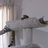 Now only room for one cat - Niña 6/3