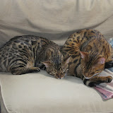Sleeping kitties 6/27