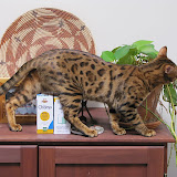 Macho learns how to jump on armoire 8/9