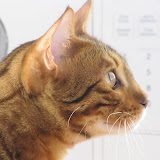 Macho profile 8/13