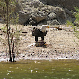 Bald eagle eating fish , Apache Lake 8/29