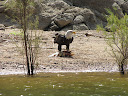 Bald eagle eating fish , Apache Lake 8/29