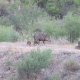 Tiny babies (L), larger feeding babies (R) 8/4