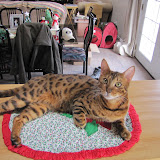 Macho says, "I love grandma's decorations." 12/5/10