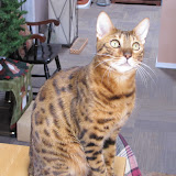Macho skylight-gazing 12/8/10