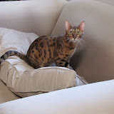 Macho - cushion hopping 12/8/10