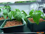 Anaheims post trim