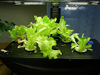The monster tamed, for now