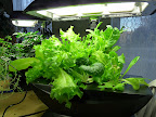 1 month, salad time again!