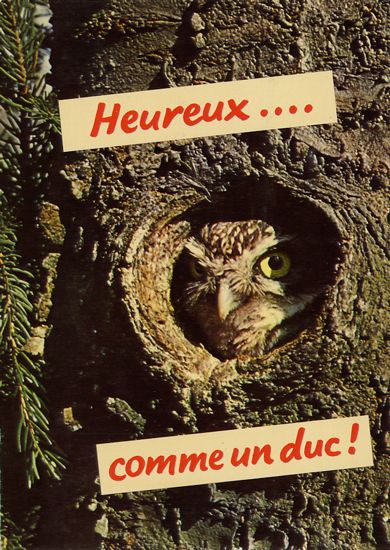 Cartes Postales Pop et  Kitsch des années 50, 70 et 70 - Pop and kitsch vintage postcards from the fifties, the sixties and the seventies : Animaux rigolos