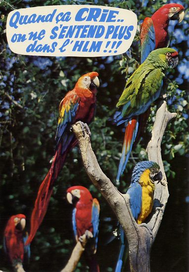 Cartes Postales Pop et  Kitsch des années 50, 70 et 70 - Pop and kitsch vintage postcards from the fifties, the sixties and the seventies : Animaux rigolos