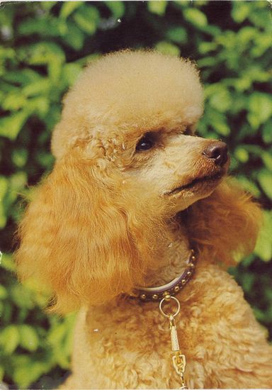 Cartes Postales Pop et  Kitsch des années 50, 70 et 70 - Pop and kitsch vintage postcards from the fifties, the sixties and the seventies : Caniche, mon ami