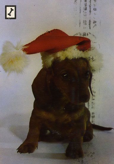 Cartes Postales Pop et  Kitsch des années 50, 70 et 70 Dachshund : Musician or porn star ? - Teckels cruels