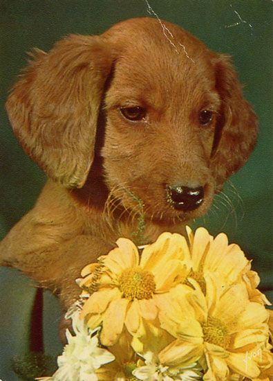 Cartes Postales Pop et  Kitsch des années 50, 70 et 70 Dachshund : Musician or porn star ? - Teckels cruels