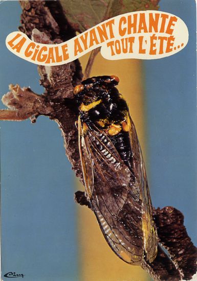 Cartes Postales Pop et  Kitsch des années 50, 70 et 70 - Pop and kitsch vintage postcards from the fifties, the sixties and the seventies : Rions avec les animaux