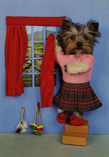 Cartes Postales Pop et Kitsch des années 50, 70 et 70 - Pop and kitsch vintage postcards from the fifties, the sixties and the seventies : Une vie de chien