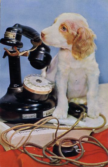 Cartes Postales Pop et Kitsch des années 50, 70 et 70 - Pop and kitsch vintage postcards from the fifties, the sixties and the seventies : Chiens et chats fort occupés