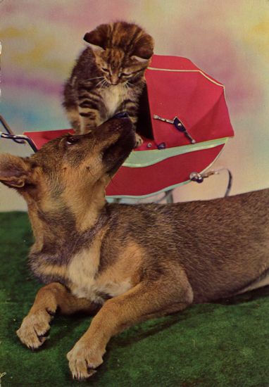 Cartes Postales Pop et Kitsch des années 50, 70 et 70 - Pop and kitsch vintage postcards from the fifties, the sixties and the seventies : Chiens et chats fort occupés