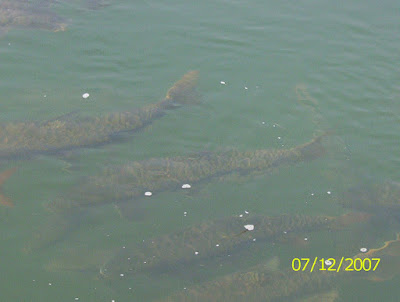 kudo fish 