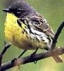 [warbler[2].jpg]