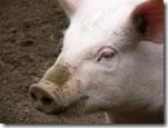 pig