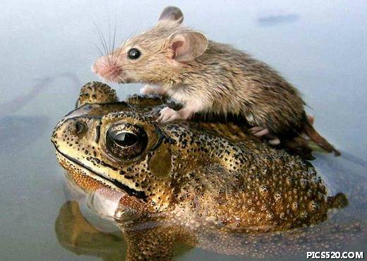 funny animal pictures 1 jpg