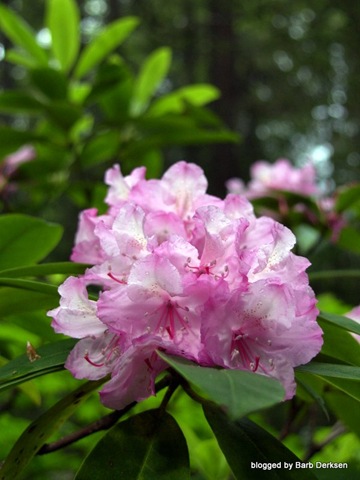 [rhododendron-4[5].jpg]