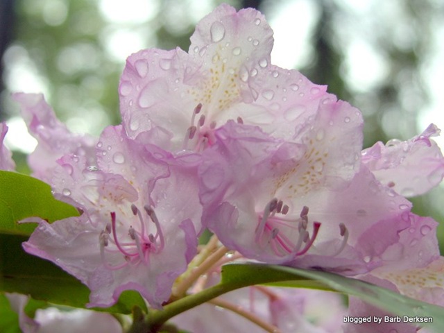 [rhododendron-5[5].jpg]