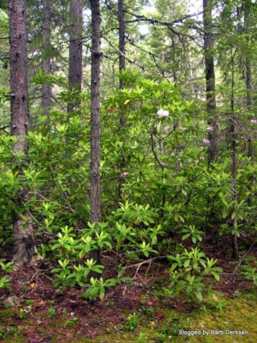 [rhododendron-10[4].jpg]