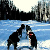 alaska_00_husky_10.jpg