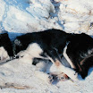 alaska_00_husky_21.jpg