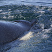 IMG_1761.JPG