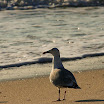 sylt-picasa_127.jpg