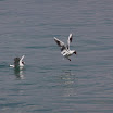 06-2009-bodensee-130.jpg