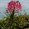 06-2009-bodensee-113.jpg