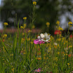 06-2009-bodensee-206.jpg