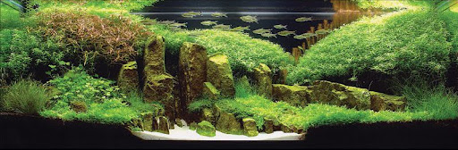 IAPLC 2004