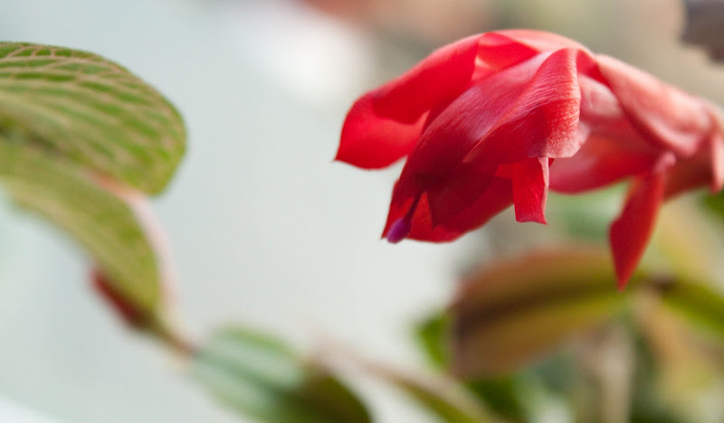 IMAGE: http://lh5.ggpht.com/_DZkpCgoYoRs/SxBL7Nd8MDI/AAAAAAAABEQ/I8vuCkdPWtQ/s800/IMG_0830.jpg