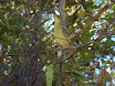 oiseau jaune.JPG